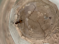 Dasymutilla montivagoides
