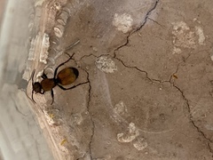 Dasymutilla montivagoides