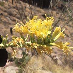 Agave schottii schottii