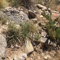 Agave schottii schottii