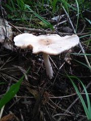 Candolleomyces candolleanus