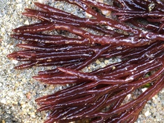 Sarcodiotheca