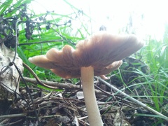 Candolleomyces candolleanus