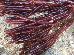 Sarcodiotheca