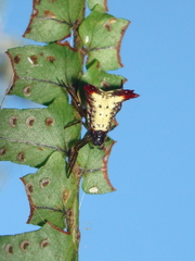 Micrathena plana