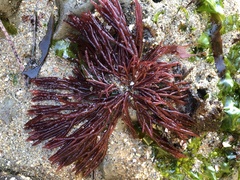 Sarcodiotheca