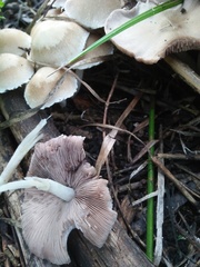 Candolleomyces candolleanus