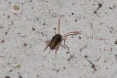 Eupodidae