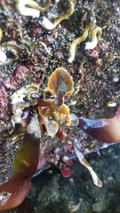 Primavelans insculpta