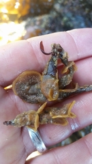 Primavelans insculpta