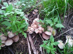 Candolleomyces candolleanus