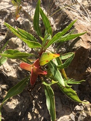 Oenothera macrocarpa