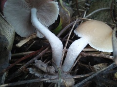 Candolleomyces candolleanus