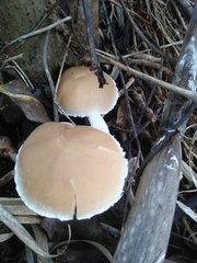 Candolleomyces candolleanus