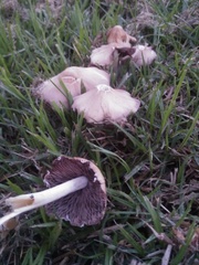 Candolleomyces candolleanus