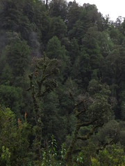 Eucryphia cordifolia