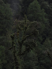 Eucryphia cordifolia