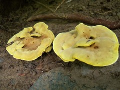 Phylloporia