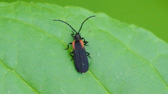 Greenarus thoracicus