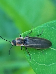 Denticollis denticornis