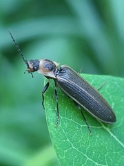 Denticollis denticornis