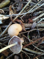Candolleomyces candolleanus