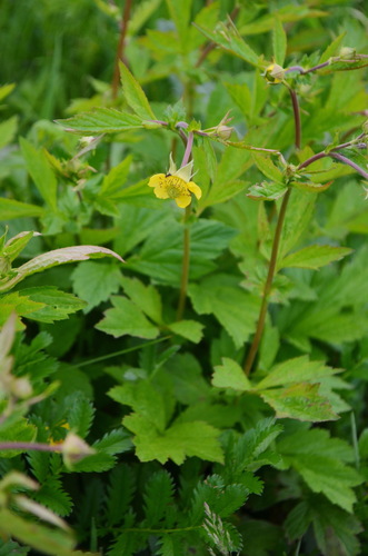 Plaukuotoji žiognagė nuotrauka