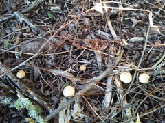 Candolleomyces candolleanus