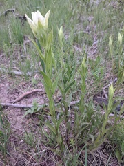 Castilleja septentrionalis
