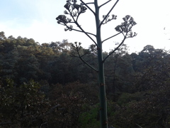 Agave cupreata