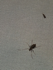 Elaphidion mucronatum