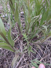 Castilleja septentrionalis