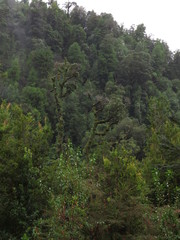 Eucryphia cordifolia