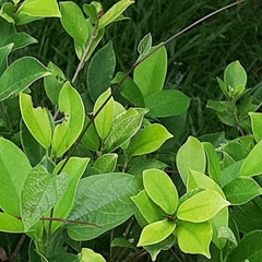 Aristolochia acuminata