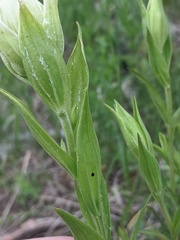 Castilleja septentrionalis