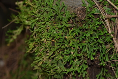 Selaginella fruticulosa