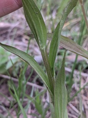 Castilleja septentrionalis