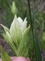 Castilleja septentrionalis