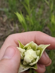 Castilleja septentrionalis