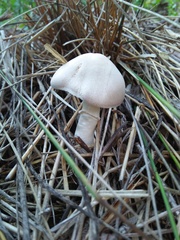 Agaricales