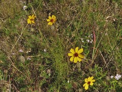 Thelesperma flavodiscum