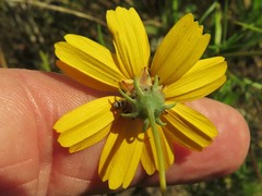 Thelesperma flavodiscum