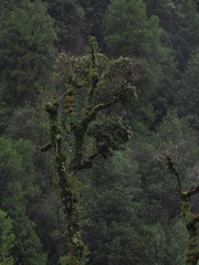 Eucryphia cordifolia