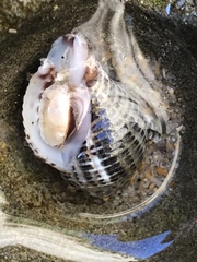 Acanthinucella punctulata