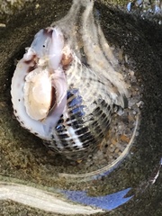 Acanthinucella punctulata