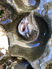 Acanthinucella punctulata