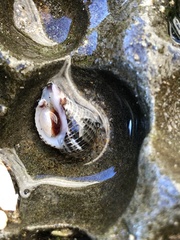 Acanthinucella punctulata