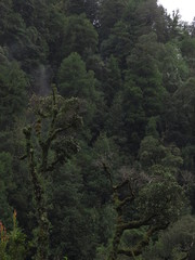 Eucryphia cordifolia