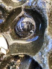 Acanthinucella punctulata