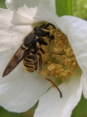 Sphecomyia pattonii